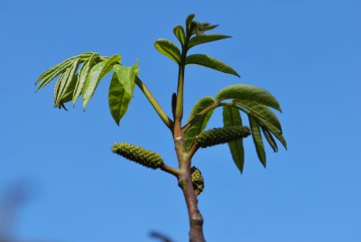 Pterocarya fraxinifolia - paořech jasanolistý - jarní větévka